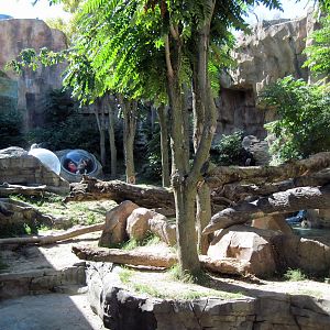 Gorilla Valley-Western Gorilla Exhibit
