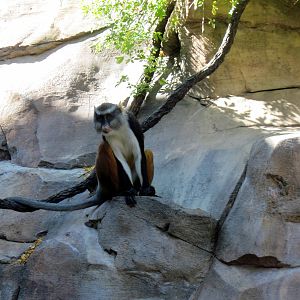 Gorilla Valley-Wolf's Guenon Monkey