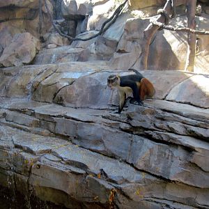 Gorilla Valley-Wolf's Guenon Monkey
