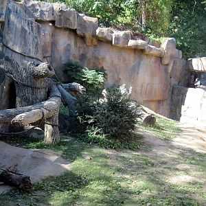 Gorilla Valley-Western Gorilla Exhibit