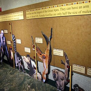 Gorilla Valley-Signage