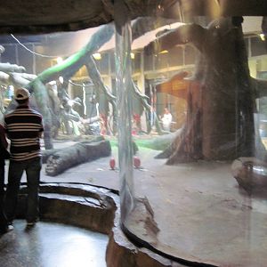 Gorilla Valley-Western Gorilla Exhibit