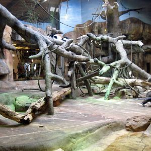 Gorilla Valley-Western Gorilla Exhibit