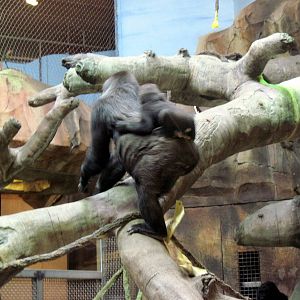 Gorilla Valley-Western Gorillas