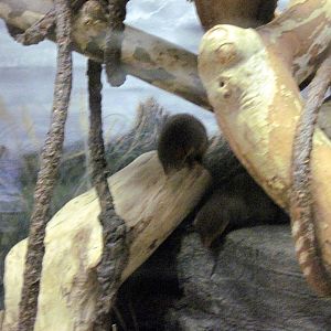 Gorilla Valley-Dwarf Mongoose