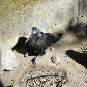 Gorilla Valley-Abyssinian Ground Hornbill
