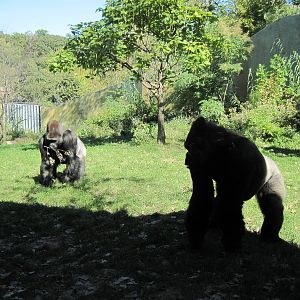 Gorilla Valley-Western Gorillas