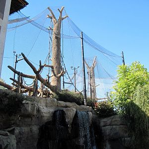Orangutan Forest-Orangutan Exhibit