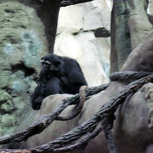 Orangutan Forest-Agile Gibbon