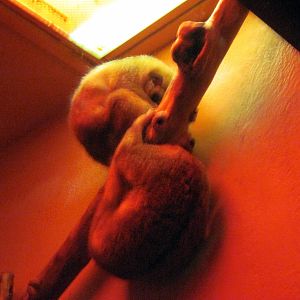 Orangutan Forest-Pygmy Slow Lorises