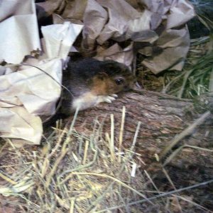 Orangutan Forest-Cream-coloured Giant Squirrel