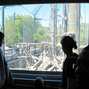 Orangutan Forest-Glass Elevator