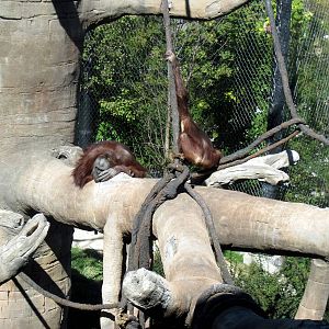 Orangutan Forest-Orangutans