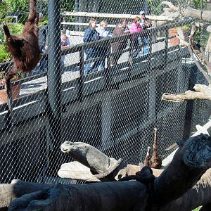 Orangutan Forest-Orangutans