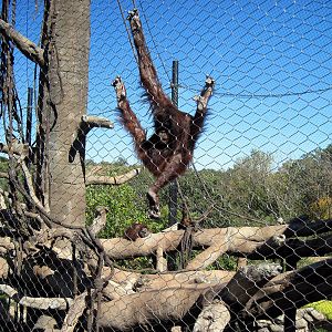 Orangutan Forest-Orangutan