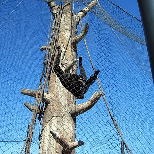 Orangutan Forest-Siamang