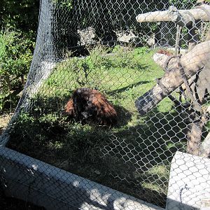 Orangutan Forest-Orangutan