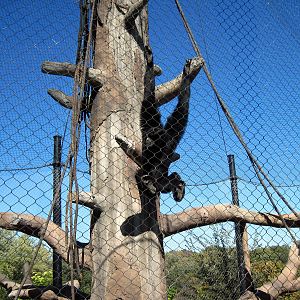 Orangutan Forest-Siamang