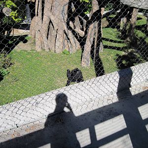 Orangutan Forest-Siamang