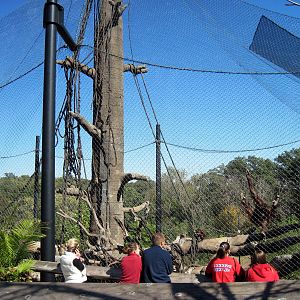 Orangutan Forest-Orangutan Exhibit