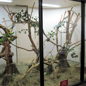 Nursery-Tree Kangaroo Exhibit