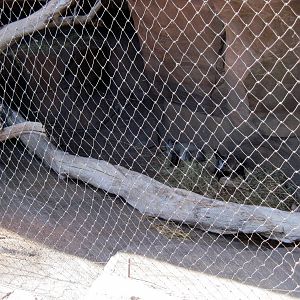 Desert Dome-Bat-eared Fox Exhibit