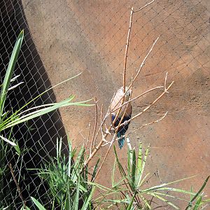 Desert Dome-Blue-bellied Roller