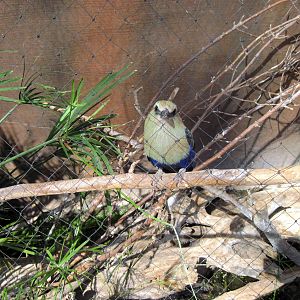 Desert Dome-Blue-bellied Roller