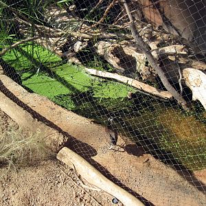 Desert Dome-African Jacana
