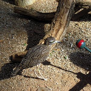 Desert Dome-Cape Thick-knee