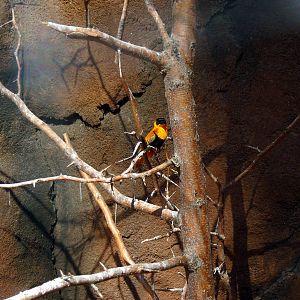 Desert Dome-Orange Bishop Weaver