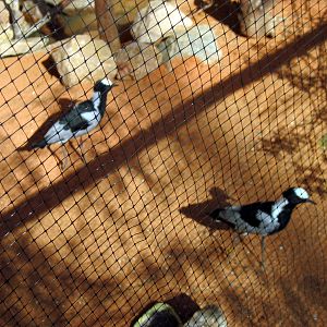 Desert Dome-Plovers