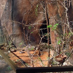 Desert Dome-Plover/Orange Bishop Weaver
