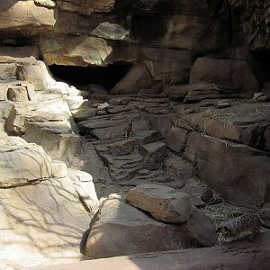 Desert Dome-Meerkat/Former Klipspringer Exhibit
