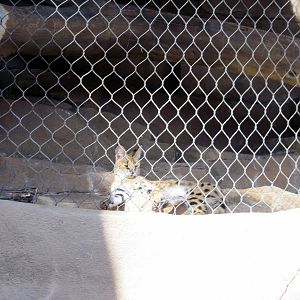 Desert Dome-Serval
