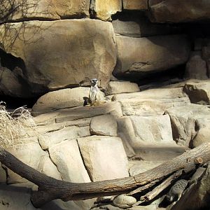 Desert Dome-Meerkats