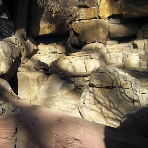 Desert Dome-Meerkat Exhibit