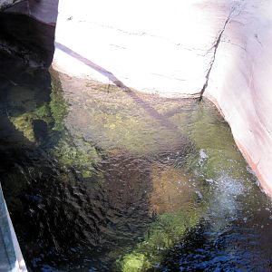 Desert Dome-Ciclid and Turtle Exhibit
