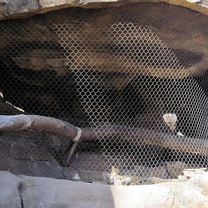 Desert Dome-Serval Exhibit