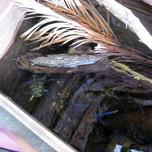 Desert Dome-Ciclids and Turtle