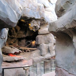 Desert Dome-Meerkat Exhibit