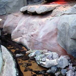 Desert Dome-Ciclid and Turtle Exhibit