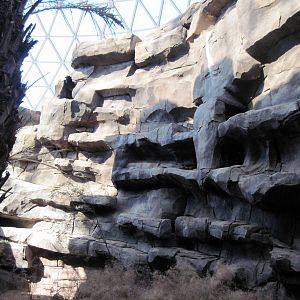 Desert Dome-Rock Hyrax Exhibit