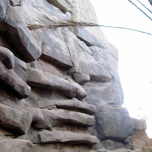 Desert Dome-Rock Hyrax Exhibit