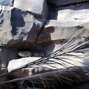 Desert Dome-Rock Hyraxes