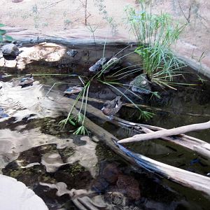 Desert Dome-Hottentot Teal