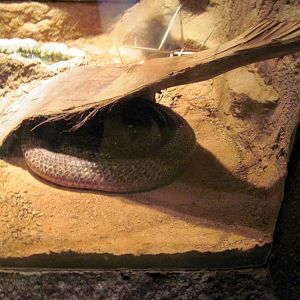 Desert Dome-Cape Cobra