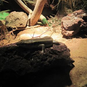 Desert Dome-African Striped Skink