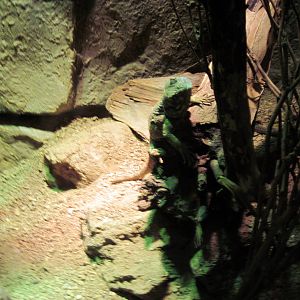 Desert Dome-Blue-beaded Tree Agama