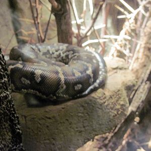 Desert Dome-Angolan Python